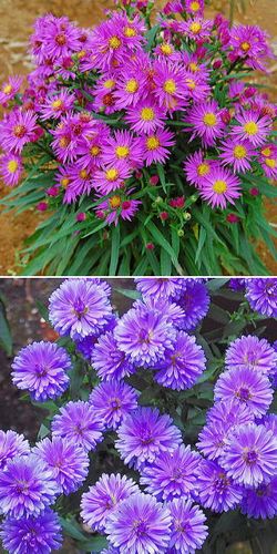 �����̉ԁ@�~�J�G���}�X�f�[�W�[