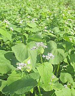 �����̉ԁ@�\�o