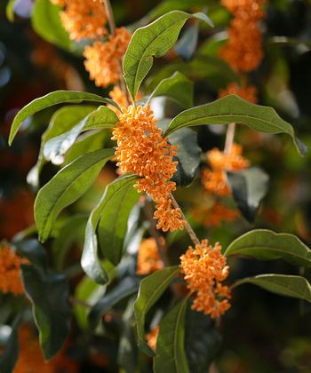 �����̉ԁ@���؍�