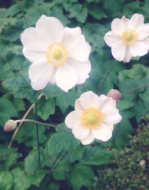 �����̉ԁ@���؍�