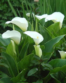 �����̉ԁ@�J���[