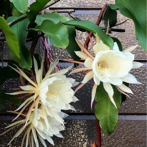 �����̉ԁ@�������l