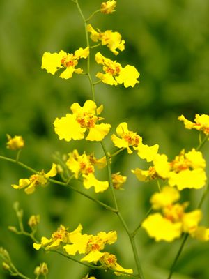 �����̉ԁ@�I���V�W�E��