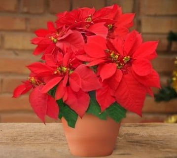 �����̉ԁ@�|�C���Z�`�A