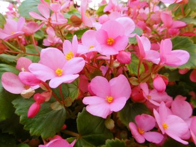 �����̉ԁ@�N���X�}�X�x�S�j�A