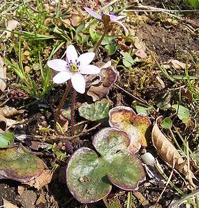 �����̉ԁ@�O�p��