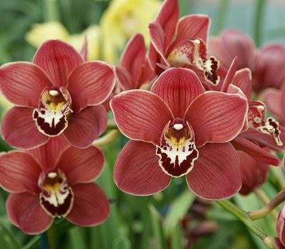 �����̉ԁ@�V���r�W�E��