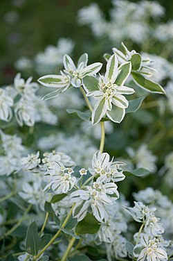 �����̉ԁ@���ᑐ