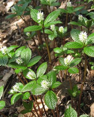 �����̉ԁ@��l��