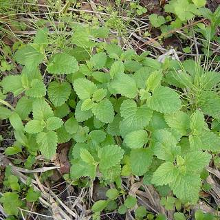 �����̉ԁ@�����b�T