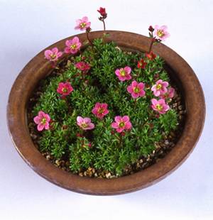 �����̉ԁ@�_�ԑ�