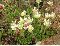 �����̉ԁ@�_�ԑ�