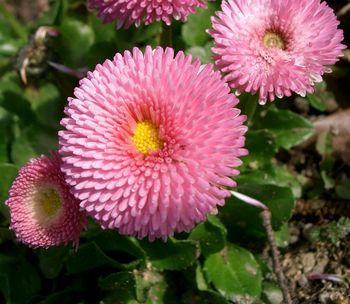 �����̉ԁ@�f�[�W�[