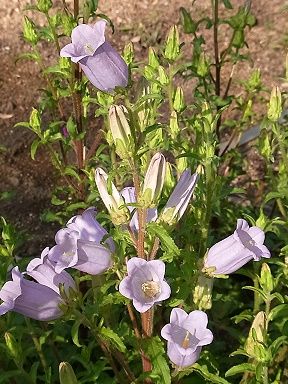 �����̉ԁ@�肪�˂���