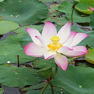 �����̉ԁ@�n�X