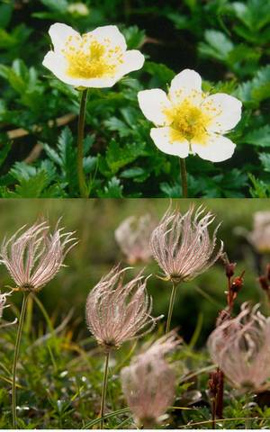 �����̉ԁ@�`���O���}