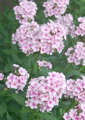 �����̉ԁ@�N�T�L���E�`�N�g�E