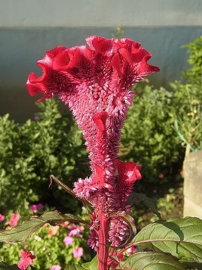 �����̉ԁ@�P�C�g�E