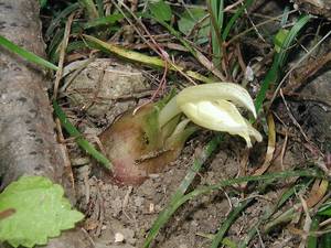 �����̉ԁ@�~���E�K