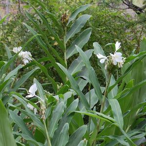 �����̉ԁ@�n�i�V���N�V��