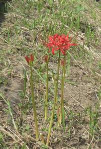 ���Ƃӂ邳�Ƒ��̔ފ݉�