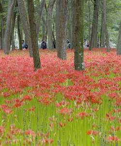 �����̉ԁ@�q�K���o�i