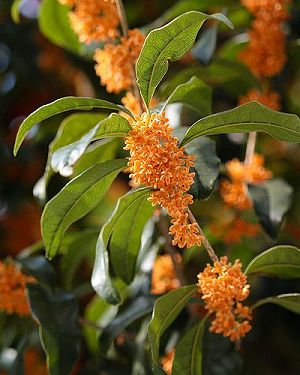 �����̉ԁ@���؍�