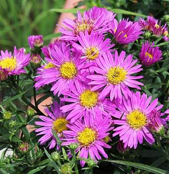 �����̉ԁ@�F�T�e