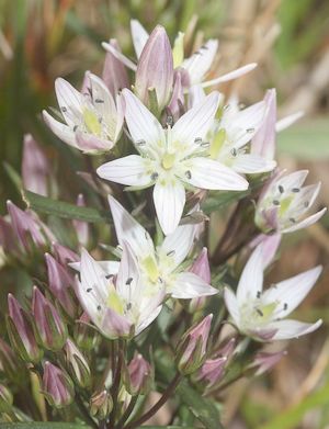 �����̉ԁ@�Z���u��