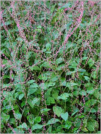 �����̉ԁ@�~�Y�q�L