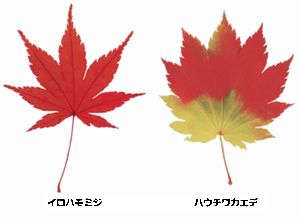 �����̉ԁ@������