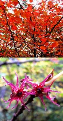 �����̉ԁ@�}���o�m�L