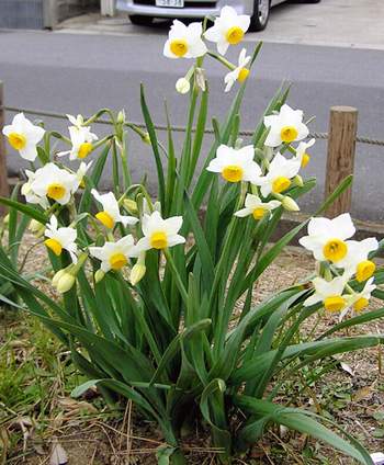 �����̉ԁ@���{����