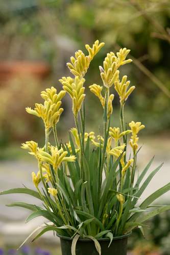 �����̉ԁ@�M�q