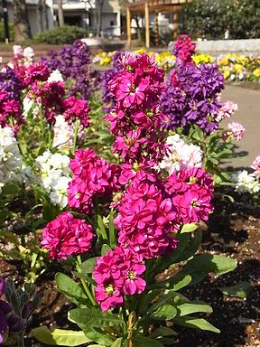 �����̉ԁ@�X�g�b�N