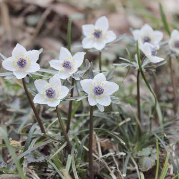 �����̉ԁ@�ߕ���