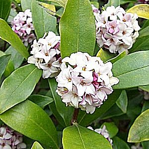 �����̉ԁ@������