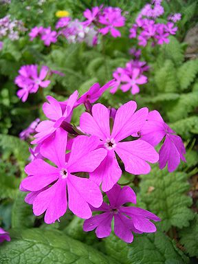 �����̉ԁ@������