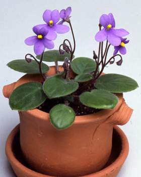 �����̉ԁ@�Z���g�|�[���A