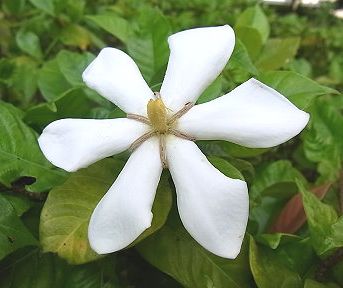 �����̉ԁ@�����Ȃ�