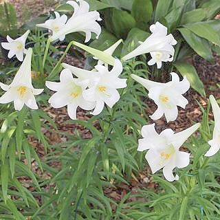 �����̉ԁ@�S�C�S��