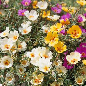 �����̉ԁ@�}�c�o�{�^��