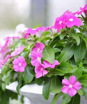 �����̉ԁ@�j�`�j�`�\�E