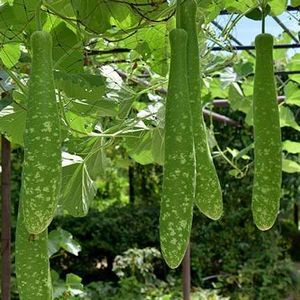 �����̉ԁ@�w�`�}