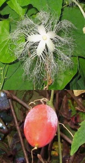 �����̉ԁ@�J���X�E��