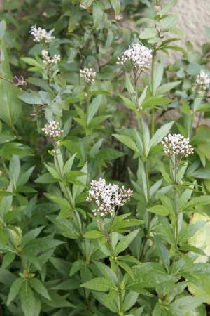 �����̉ԁ@�t�W�o�J�}