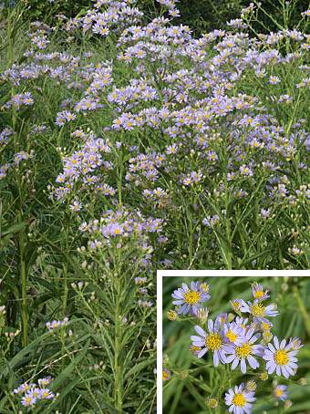 �����̉ԁ@�V�I��