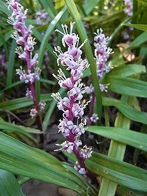 �����̉ԁ@�V�I��