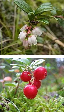 �����̉ԁ@�V�I��