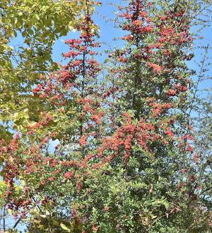 �����̉ԁ@�s���J���T